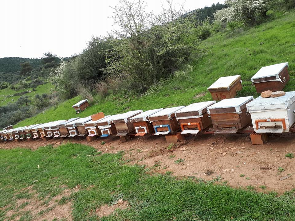 saraycık köyü balı